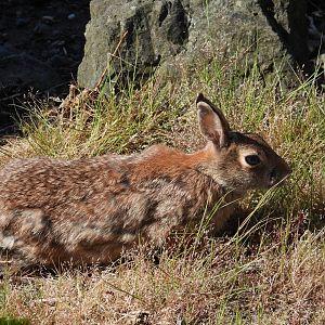 05/24/2025 - Eastern Cottontail (Sylvilagus floridanus)