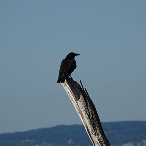 05/24/2025 - American Crow (Corvus brachyrhynchos)