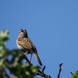 05/24/2025 - White-Crowned Sparrow (Zonotrichia leucophrys)