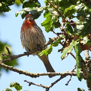 05/24/2025 - House Finch (Haemorhous mexicanus)