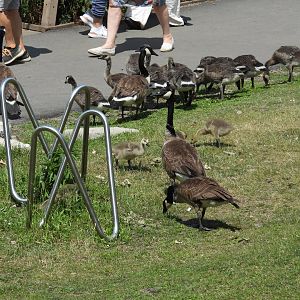 06/17/2025 - Canada Goose (Branta canadensis)