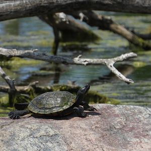 06/17/2025 - Pond Slider (Trachemys scripta)