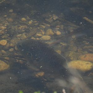 06/17/2025 - Pumpkinseed (Lepomis gibbosus)