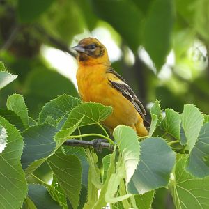 06/17/2025 - Baltimore Oriole (Icterus galbula)