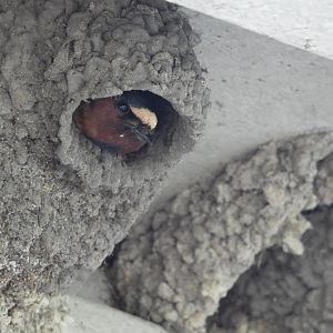 06/17/2025 - Cliff Swallow (Petrochelidon pyrrhonota) in Nest