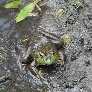 06/17/2025 - American Bullfrog (Lithobates catesbeianus)