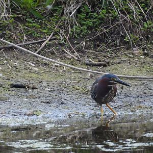 06/17/2025 - Green Heron (Butorides virescens)