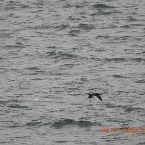 05/21/2025 - Pacific Loon (Gavia pacifica)