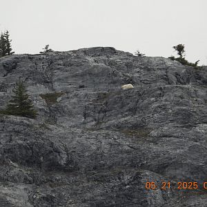 05/21/2025 - Mountain Goats (Oreamnos americanus)