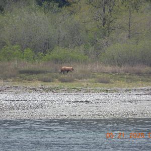 05/21/2025 - Brown Bear (Ursus arctos)