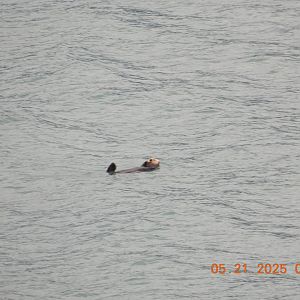 05/21/2025 - Northern Sea Otter (Enhydra lutris kenyoni)