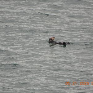 05/21/2025 - Northern Sea Otter (Enhydra lutris kenyoni)