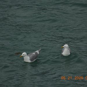 05/21/2025 - Glaucous-Winged Gulls (Larus glaucescens)
