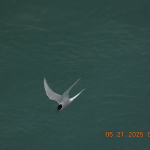 05/21/2025 - Arctic Tern (Sterna paradisaea)