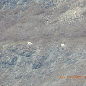 05/21/2025 - Mountain Goats (Oreamnos americanus)