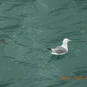 05/21/2025 - Black-Legged Kittiwake (Rissa tridactyla)