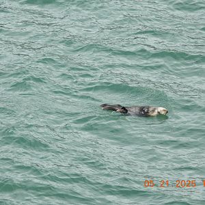 05/21/2025 - Northern Sea Otter (Enhydra lutris kenyoni)