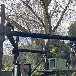 Red Panda Enclosure