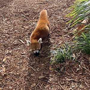 Red Panda