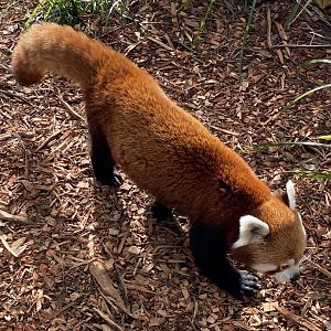 Red Panda