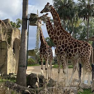 Giraffes