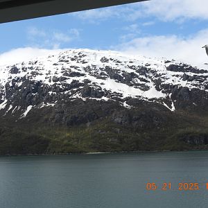 05/21/2025 - Glaucous-Winged Gull (Larus glaucescens) in Flight