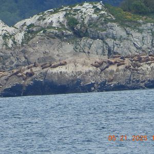05/21/2025 - Steller Sea Lion (Eumetopias jubatus)