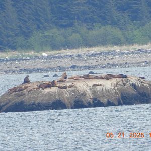 05/21/2025 - Steller Sea Lion (Eumetopias jubatus)