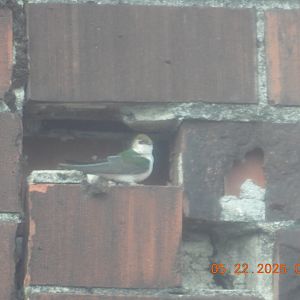 05/22/2025 - Violet-Green Swallow (Tachycineta thalassina)