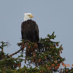 05/22/2025 - Bald Eagle (Haliaeetus leucocephalus)