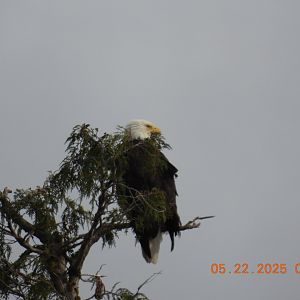 05/22/2025 - Bald Eagle (Haliaeetus leucocephalus)