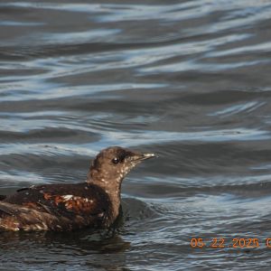05/22/2025 - Marbled Murrelet (Brachyramphus marmoratus)
