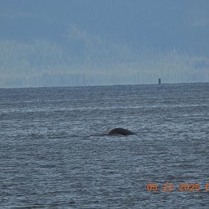 05/22/2025 - Humpback Whale (Megaptera novaeangliae)