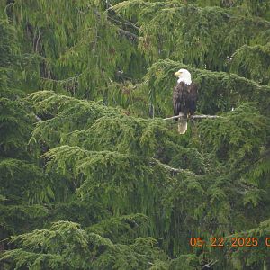 05/22/2025 - Bald Eagle (Haliaeetus leucocephalus)