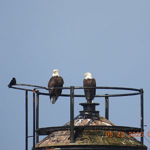 05/22/2025 - Bald Eagles (Haliaeetus leucocephalus)