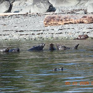 05/22/2025 - Pacific Harbor Seals (Phoca vitulina richardii) and Pigeon Guillemots (Cepphus columba)