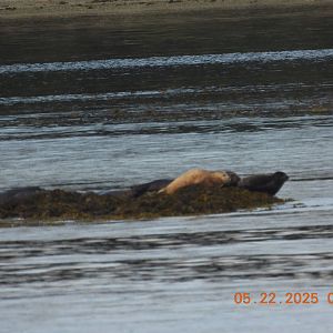 05/22/2025 - Pacific Harbor Seals (Phoca vitulina richardii)