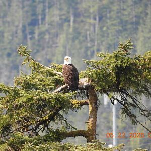 05/22/2025 - Bald Eagle (Haliaeetus leucocephalus)