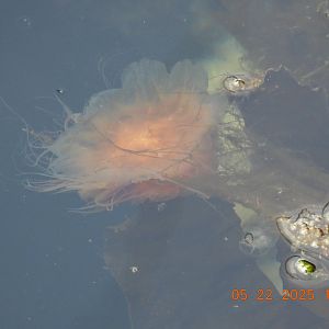 05/22/2025 - Cyanea ferruginea