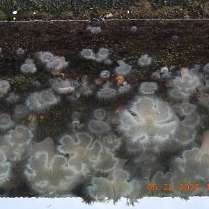 05/22/2025 - Frilled Anemone (Metridium senile)