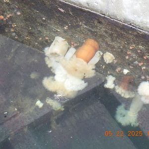 05/22/2025 - Giant Plumose Anemone (Metridium farcimen)