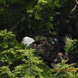 05/22/2025 - Bald Eagle (Haliaeetus leucocephalus)