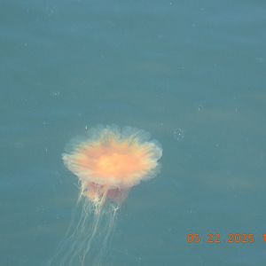 05/22/2025 - Cyanea ferruginea