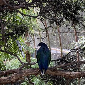 Nicobar Pigeon