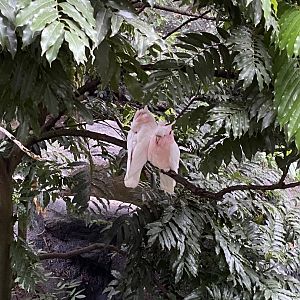 Pink Cockatoos