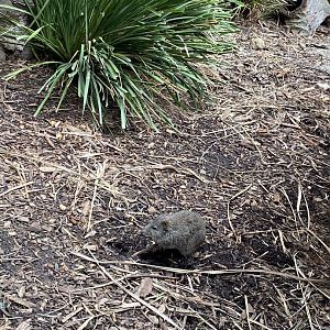 Long Nosed Potoroo