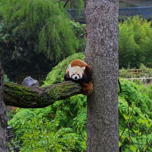 Nepalese Red Panda (Ailurus fulgens), 24-04-25