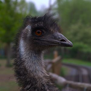 Emu (Dromaius novaehollandiae), 24-04-25