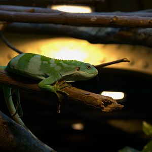 Fiji Banded Iguana (Brachylophus fasciatus), 24-04-25