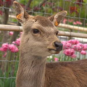 Japanese Sika Deer (Cervus nippon nippon), 24-04-25